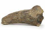 Fossil Juvenile Triceratops Brow Horn - Montana #265002-5